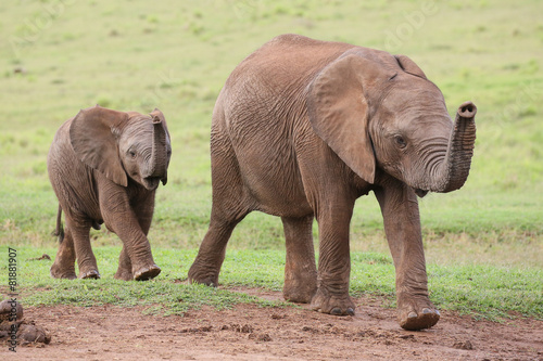 Young African Elephant Friends