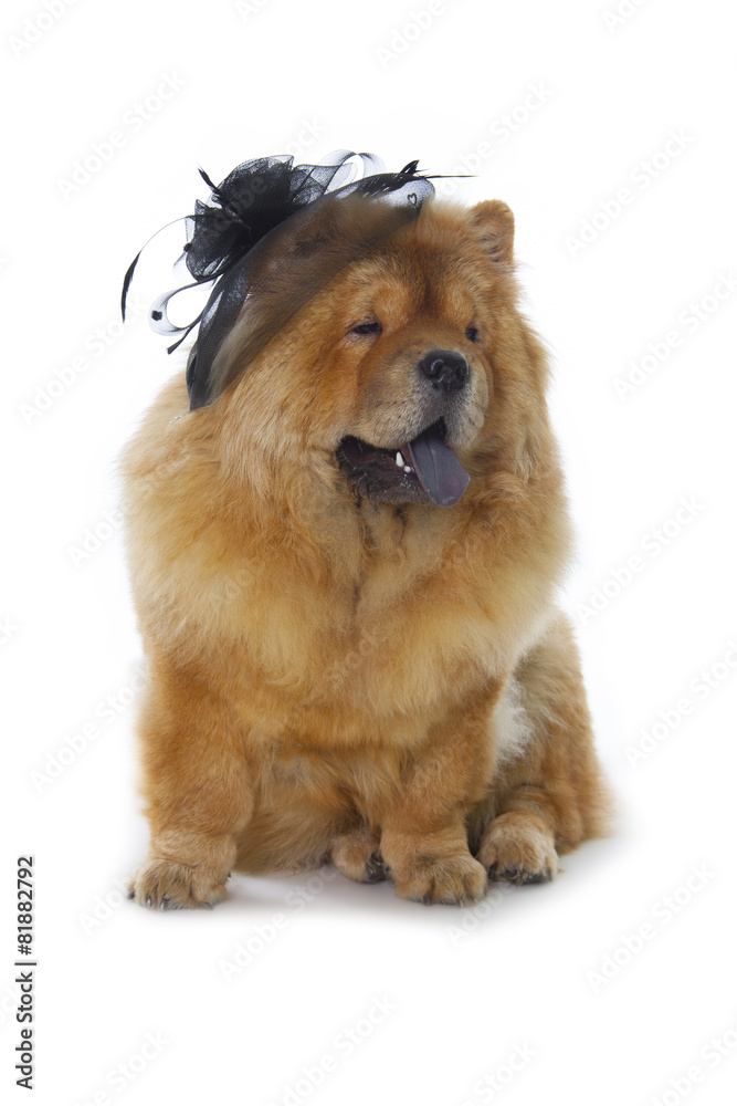 chow-chow dog with black hat