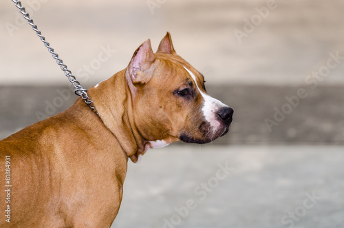 American Staffordshire Terrier. Аt the Dog Show
