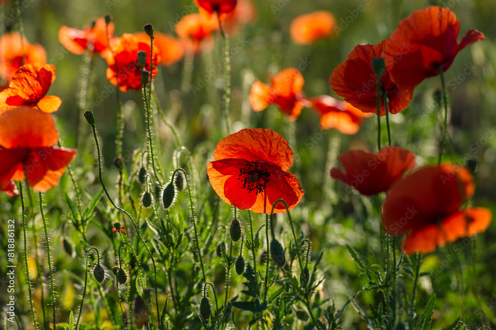 Obraz premium red poppy
