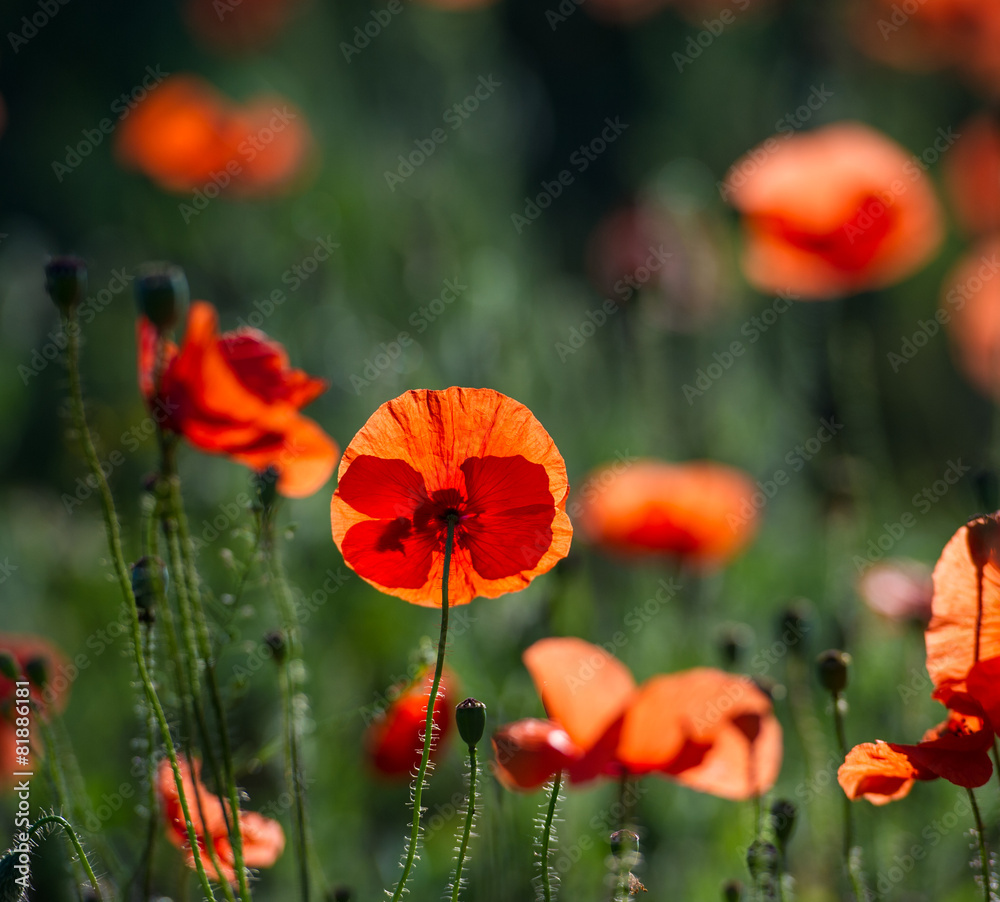 Obraz premium Czerwony mak