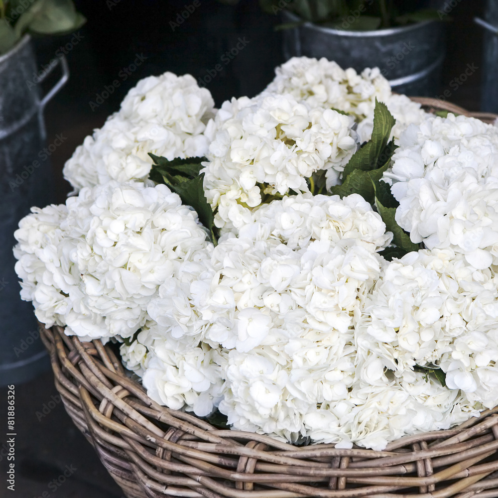 Hydrangea macrophylla (hortensia flower) in turquoise wicker bas Hydrangea macrophylla (hortensia flower) in turquoise wicker bas