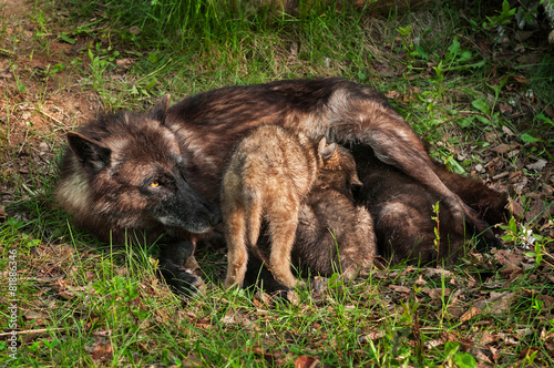 Black Wolf  Canis lupus  Feeds Her Pups