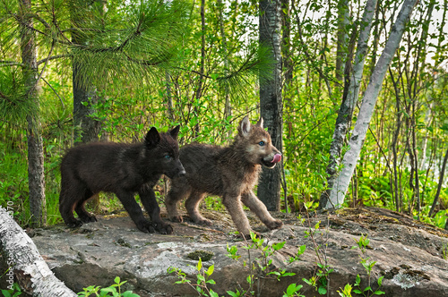 Two Wolf Pups (Canis lupus) Stand on Rock