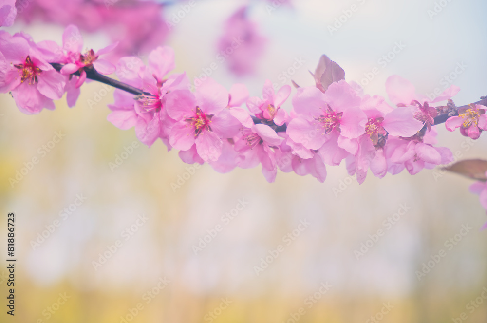 Pink cherry blossom background with pastel color Pink cherry blossom background with pastel color