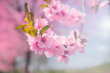 Pink cherry blossom background with pastel color