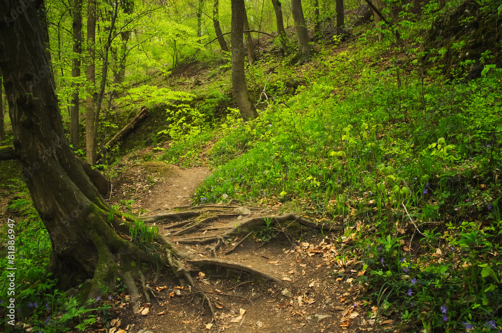 Roots and footpath on the forest