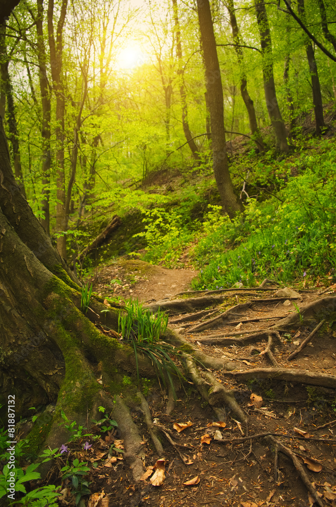 Fototapeta premium Roots and footpath on the forest