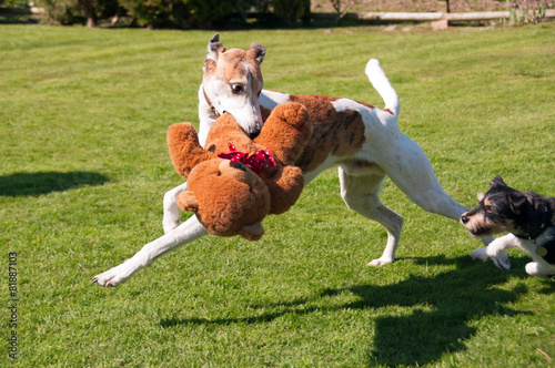 Photography Two dogs playing chase over a teddy bear