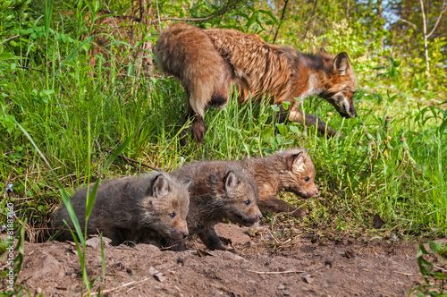 Red Fox Kits  Vulpes vulpes  Crawl out of Den