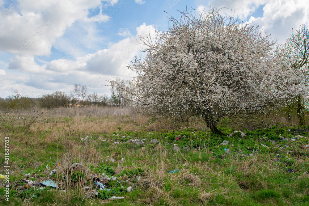 Landfill and tree