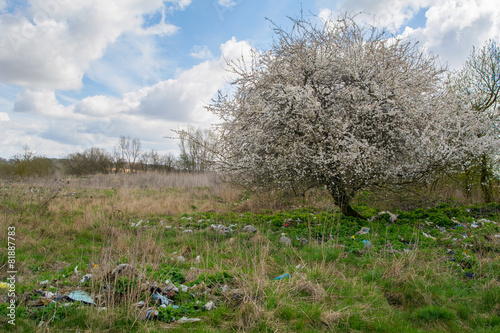 Landfill and tree