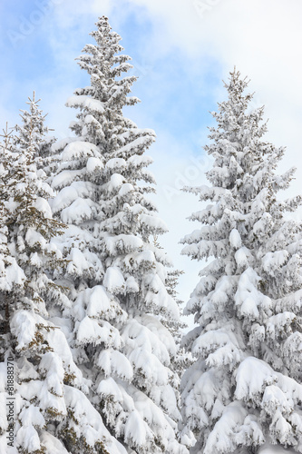 fir trees covered with snow on a winter mountain on clear sunny