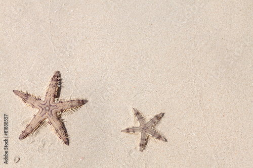 Seastars on the sand of the beach