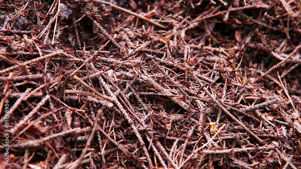 Ants colony in the forest - anthill background Ants colony in the forest - anthill background