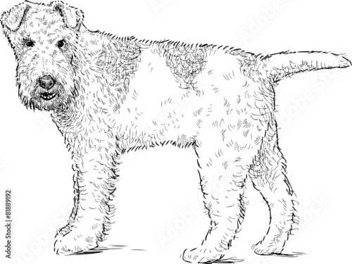 fox terrier