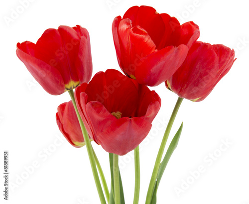 Red tulips isolated on white