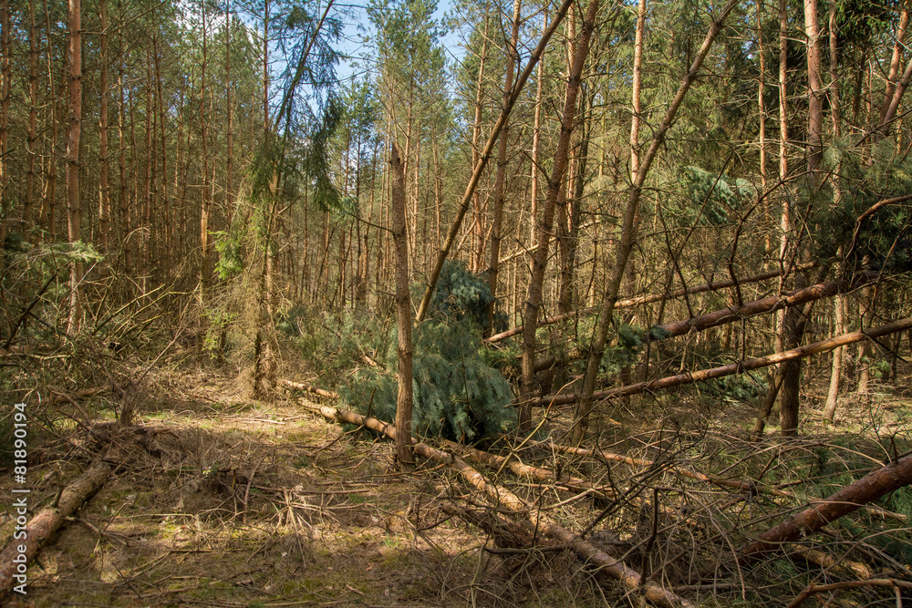Windbreaks