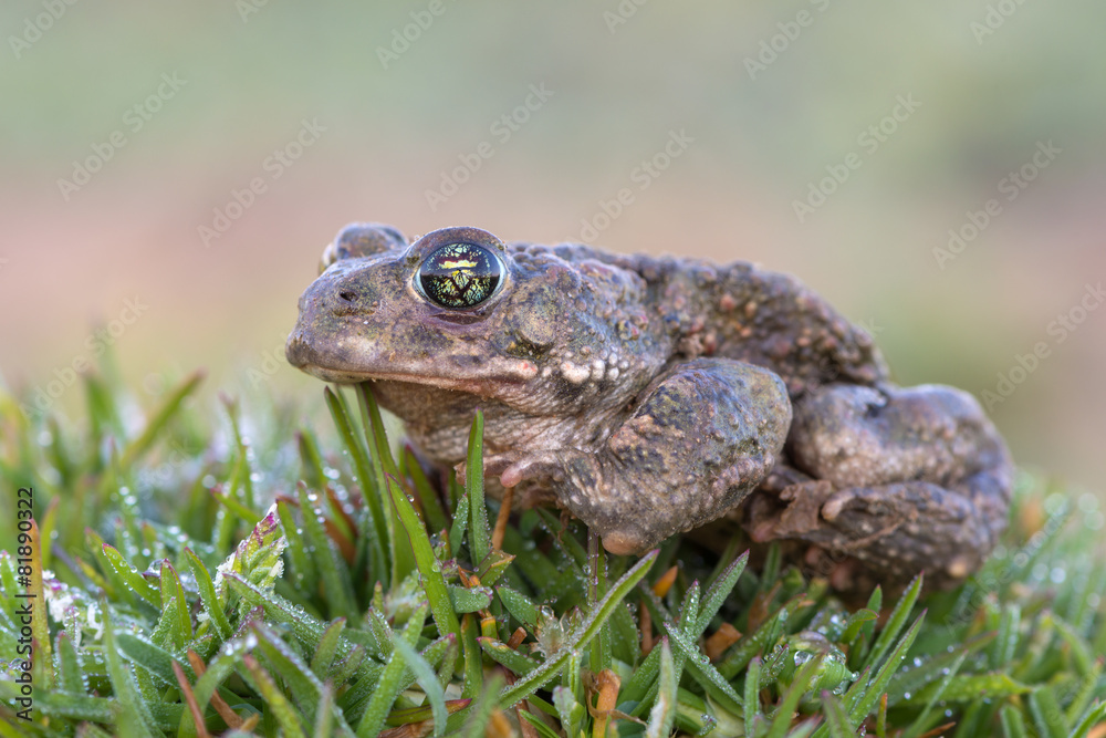 Toad - Bufo calamita Toad - Bufo calamita