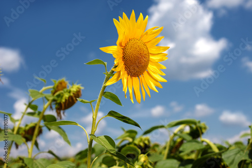 Fototapeta Naklejka Na Ścianę i Meble -  One Beautiful sunflowers, sky background