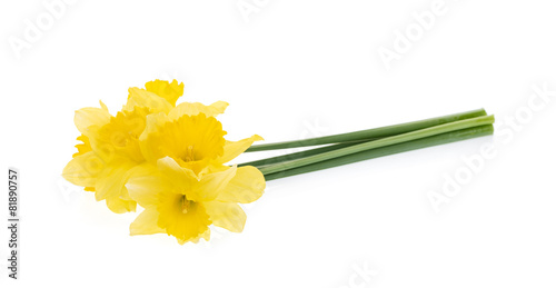 Fototapeta Naklejka Na Ścianę i Meble -  Bunch of yellow daffodils isolated on white.