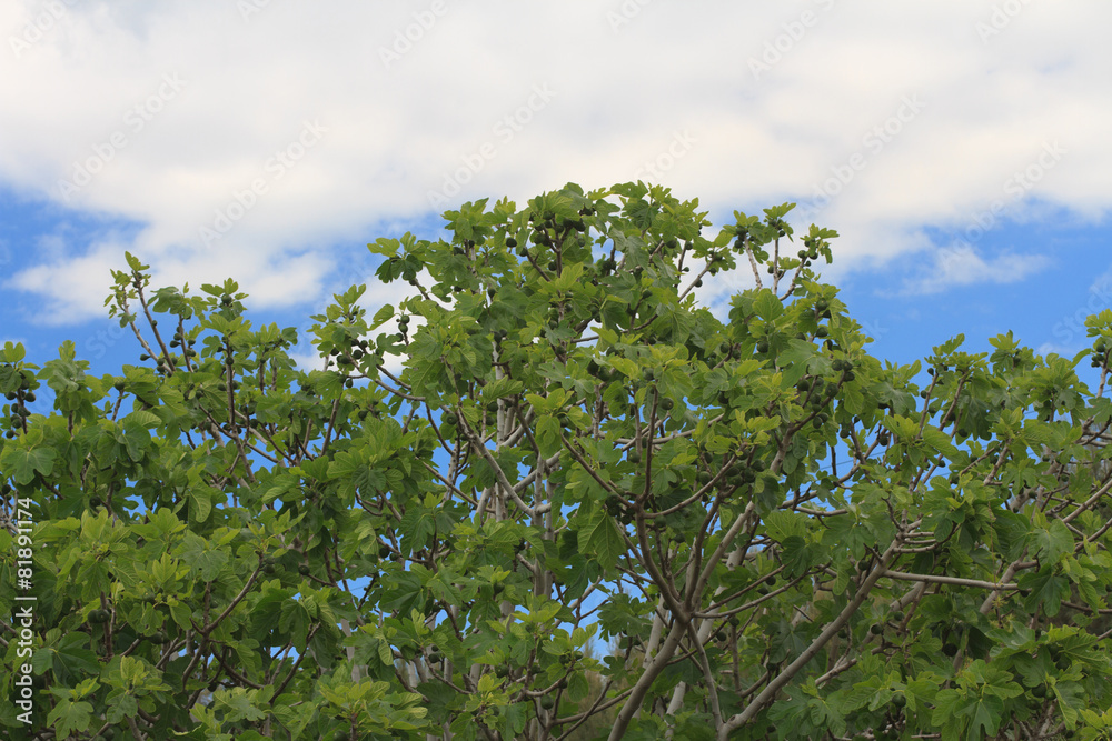Fig tree with fruits on blue sky background Fig tree with fruits on blue sky background