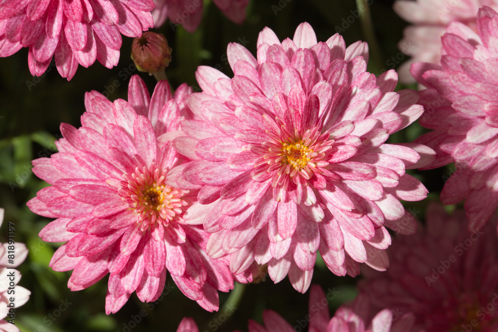 Beautiful pink chrysanthemum close-up, horizontal