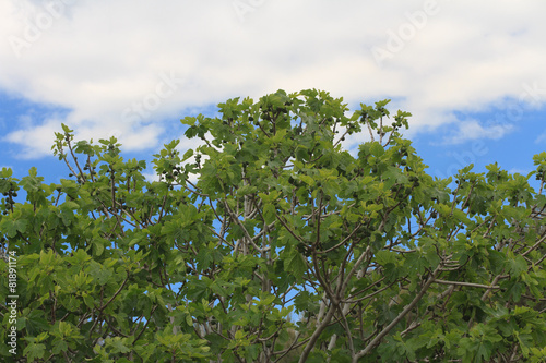 Fig tree with fruits on blue sky background