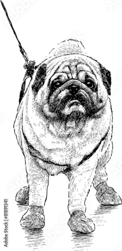 pug for a walk