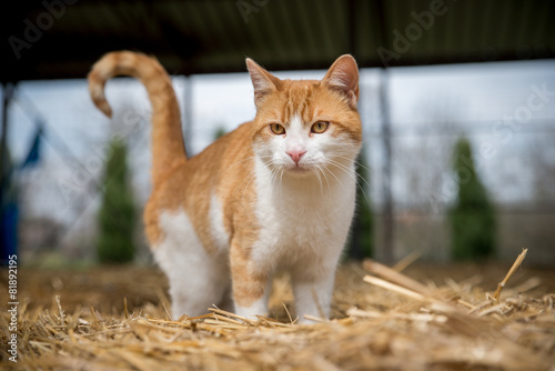 Cat on hay