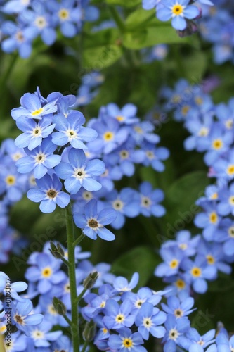 Forget-me-not