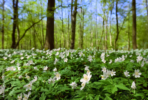 anemone nemorosa