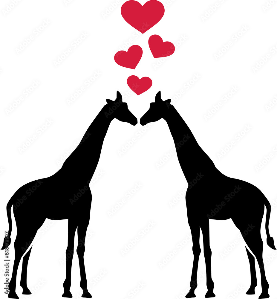 Fototapeta premium Giraffes in Love