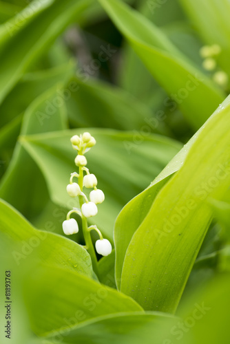White Flowers of a May lily of the valley - Convallaria majalis