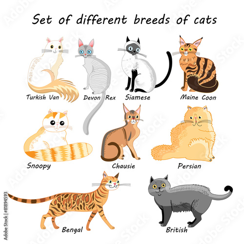 Vector set of cat breeds