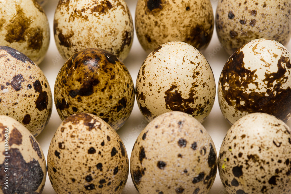 Obraz premium quail egg