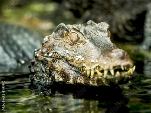 Close up of a caiman in water