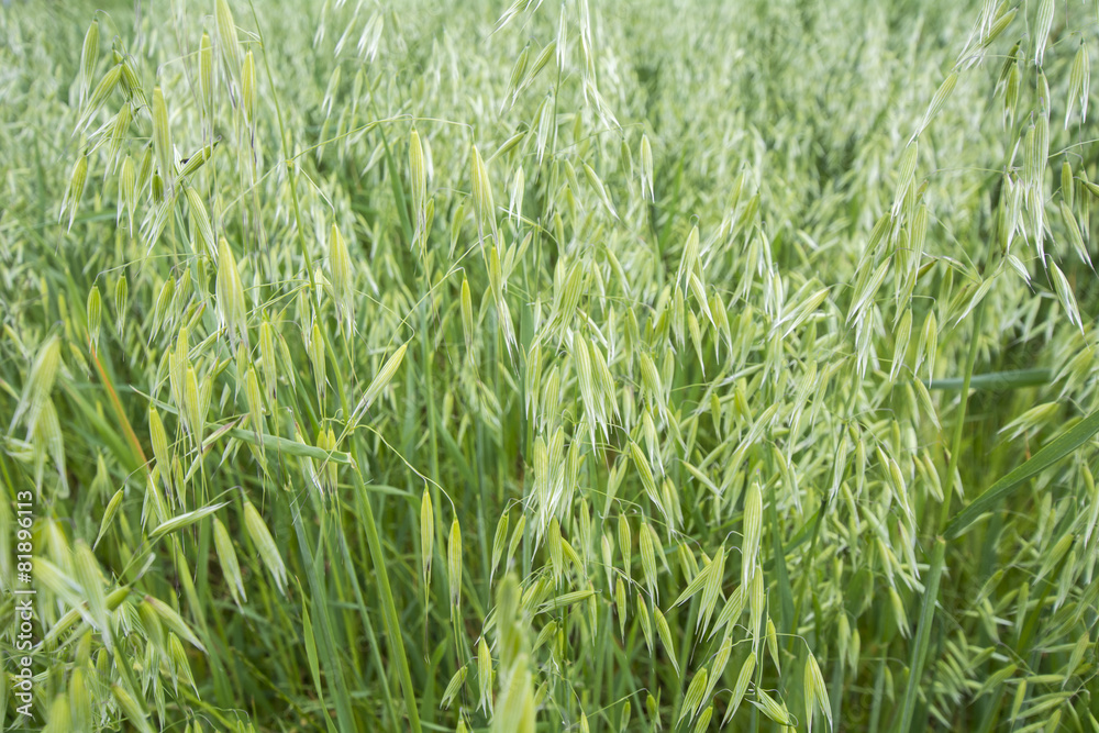 Avena green field Avena green field