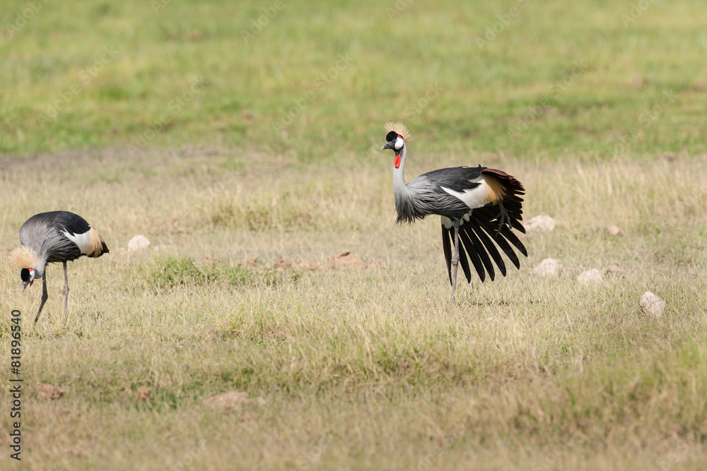 birds in the Masai Mara