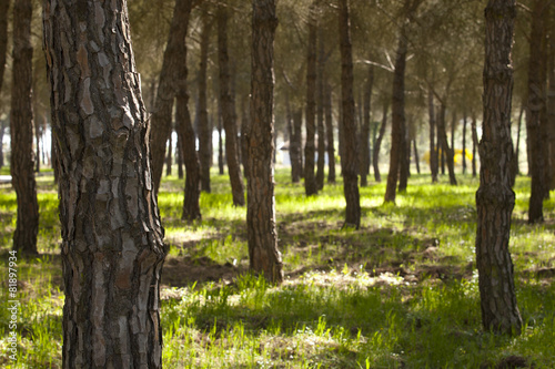 Pine forest at Donana National Park