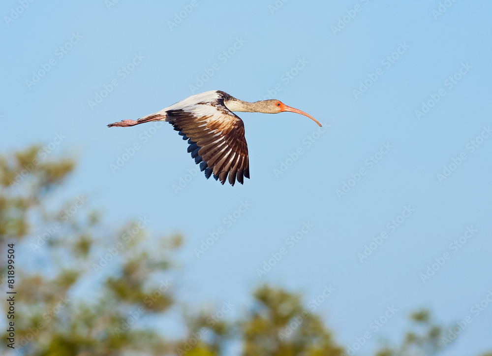 Naklejka premium Young Ibis in Flight