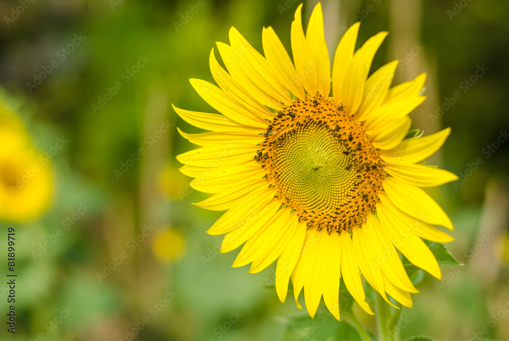 sun flower. sun flower.