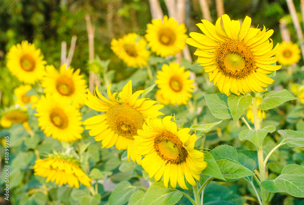 sun flower.