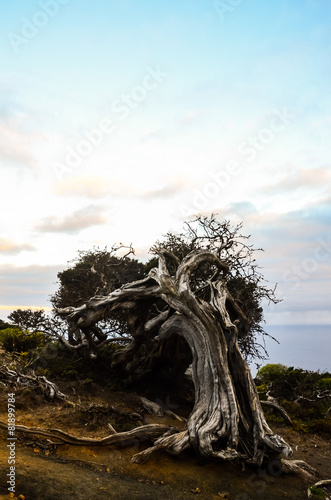 Gnarled Juniper Tree Shaped By The Wind photo