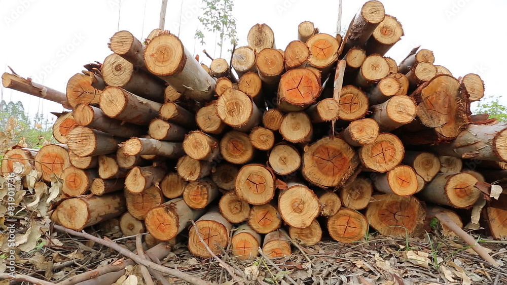 Eucalyptus log