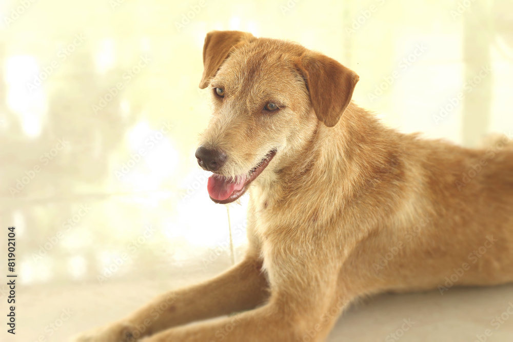 Brown dog sitting on the floor are staring. Brown dog sitting on the floor are staring.