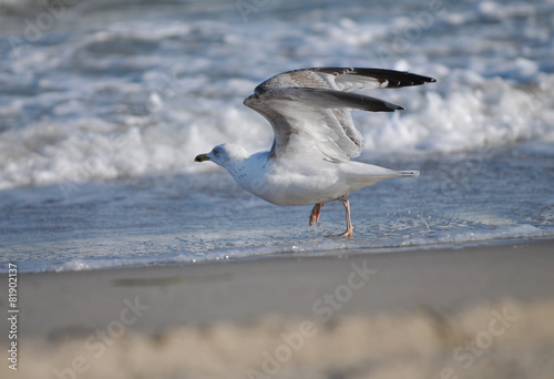 Möwe geht baden