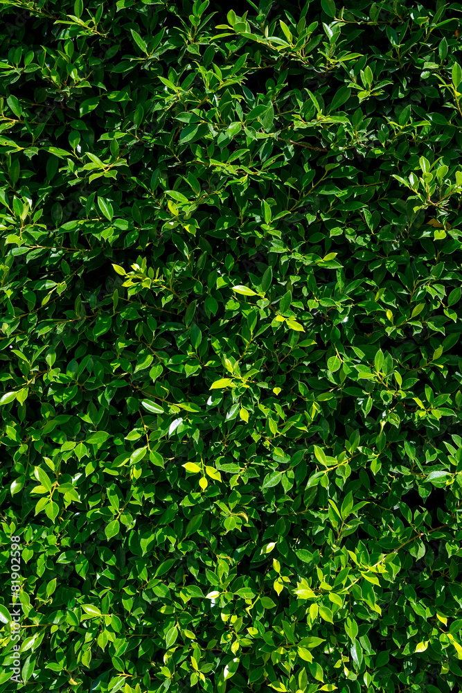 Artificial green Grass Artificial green Grass