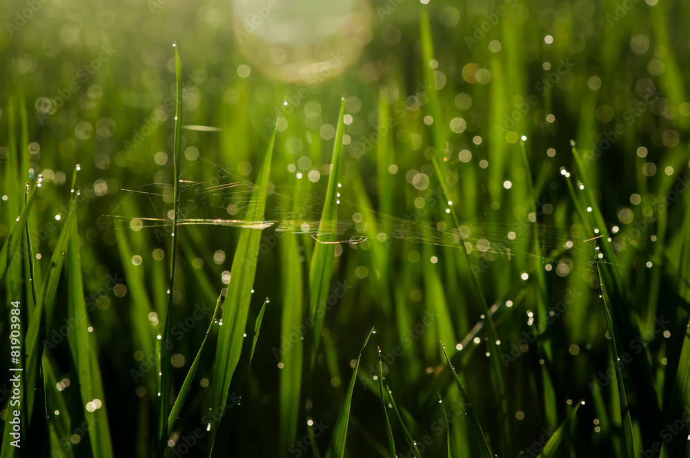 Obraz premium Spider with artistic soul.