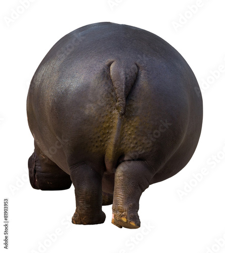 rear view of hippopotamus
